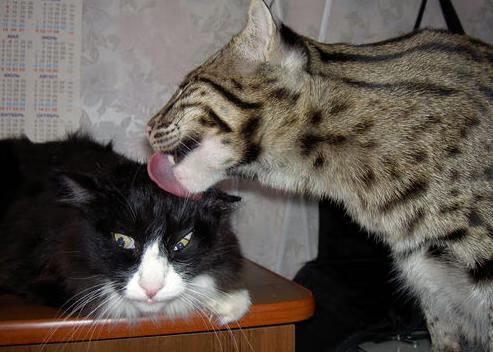 篮网惊天逆转猛龙，文班亚马末节封神成关键先生